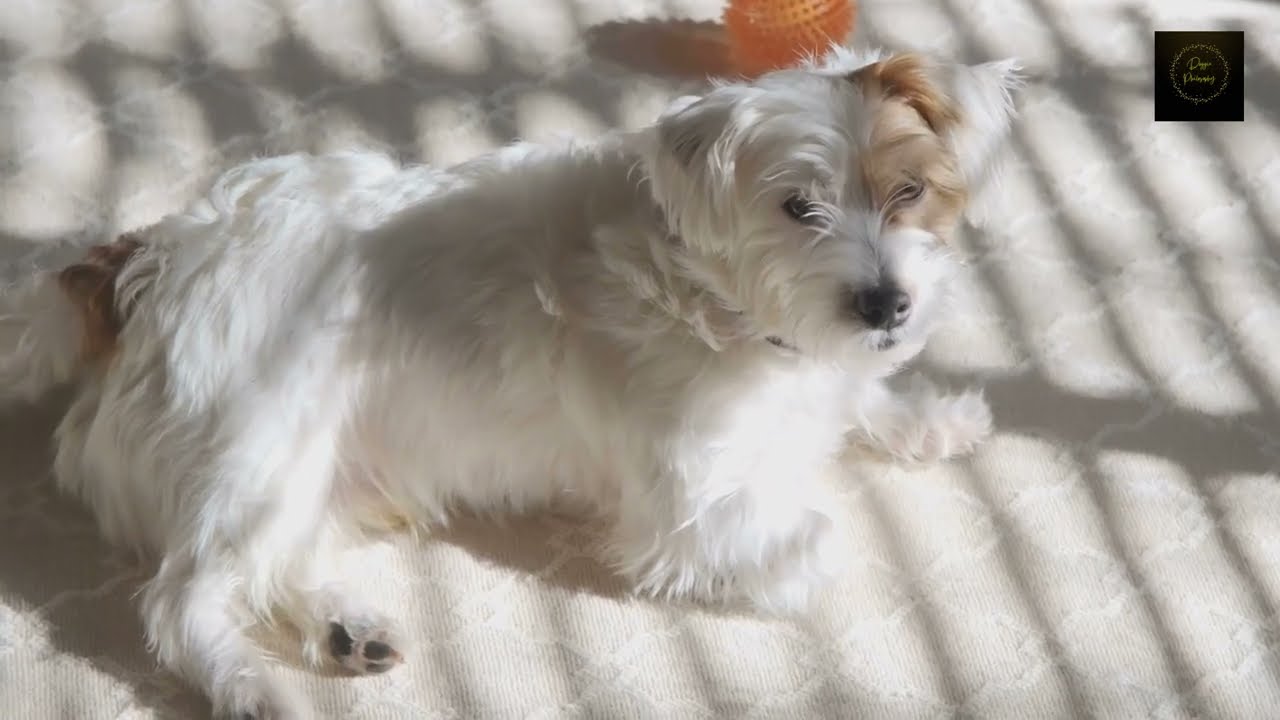 Cute doggie wagging her tail lazily