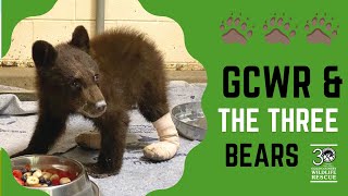 Gold Country Wildlife Rescue & the Three Bears