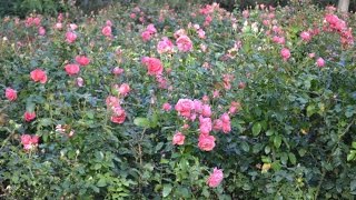 Raga Shri Ragam Arohanam, Avarohanam And Alapana Raga Surabhi