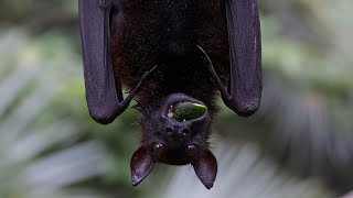 A Bats Life