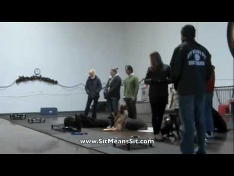 Ariel - Belgian Malinois Group Place in Motion wit...