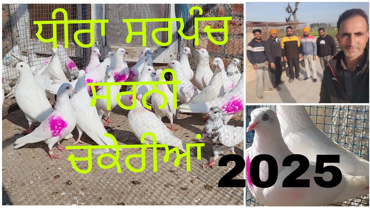 ਧੀਰਾ ਸਰਪੰਚ ਲੱਲੂਆਣਾ 2025 ਕਬੂਤਰਾਂ ਨਾਲ..Dheera sarpanch Lalluana apnea kabootra de nal..098883 06910