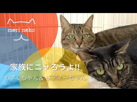 家族にニャろうよ！もずくちゃん&レディーちゃん〜ずっとのおうち募集中♡〜