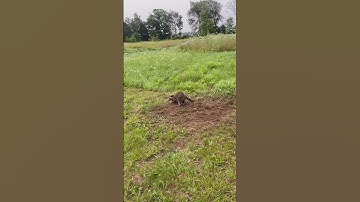 Day two trapping raccoons near chicken pen.  #trapping #chickens