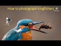 How to photograph kingfishers tips and tricks wildlife photography ii bird photography