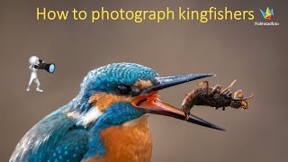 How to photograph kingfishers. WILDLIFE PHOTOGRAPHY II Bird photography