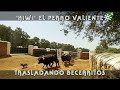 Toros de Reservatauro: Kiwi, perro torero valiente traslada becerritos  | Toros desde Andalucía