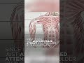 American Medical Association Admits Illustrator Of New Anatomy Book Couldn’t Really Draw Shoulders