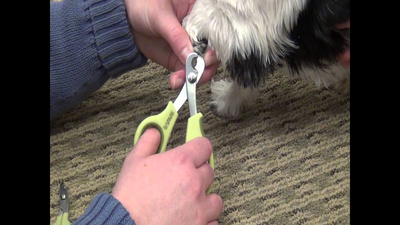 safari dog clippers