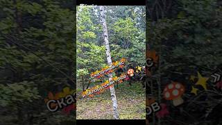 Путешествие в Беларусь ❤️ Лес, грибы и плов.