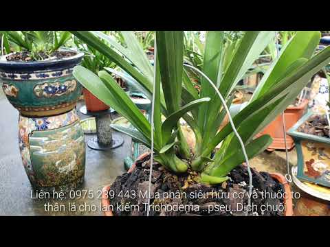 Video Lan kiếm Như Quỳnh kiếm lan Niềm tự hào của Núi Ấn... - youtube