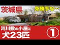【身勝手】茨城県の河川敷の小屋…中には保護が必要な犬23匹①#387