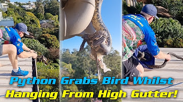 Python Grabs Bird Whilst Hanging From High Gutter!
