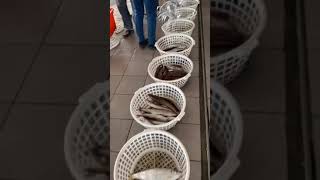 青鯤鯓青山漁港拍賣魚貨 