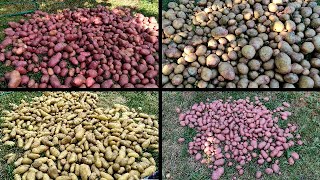 🥔🥔УРОЖАЙ КАРТОФЕЛЯ В 2023 ГОДУ. КАКИЕ СОРТА ВЫРАЩИВАЮ