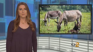 Over 40 Wild Burros Illegally Shot To Death In Mojave Desert