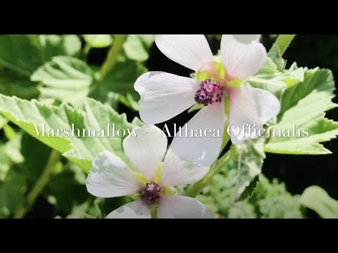 Video: Althea Officinalis - Ominaisuudet, Käyttöaiheet