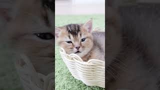 Kitten relaxing in a basket #kitten #cute