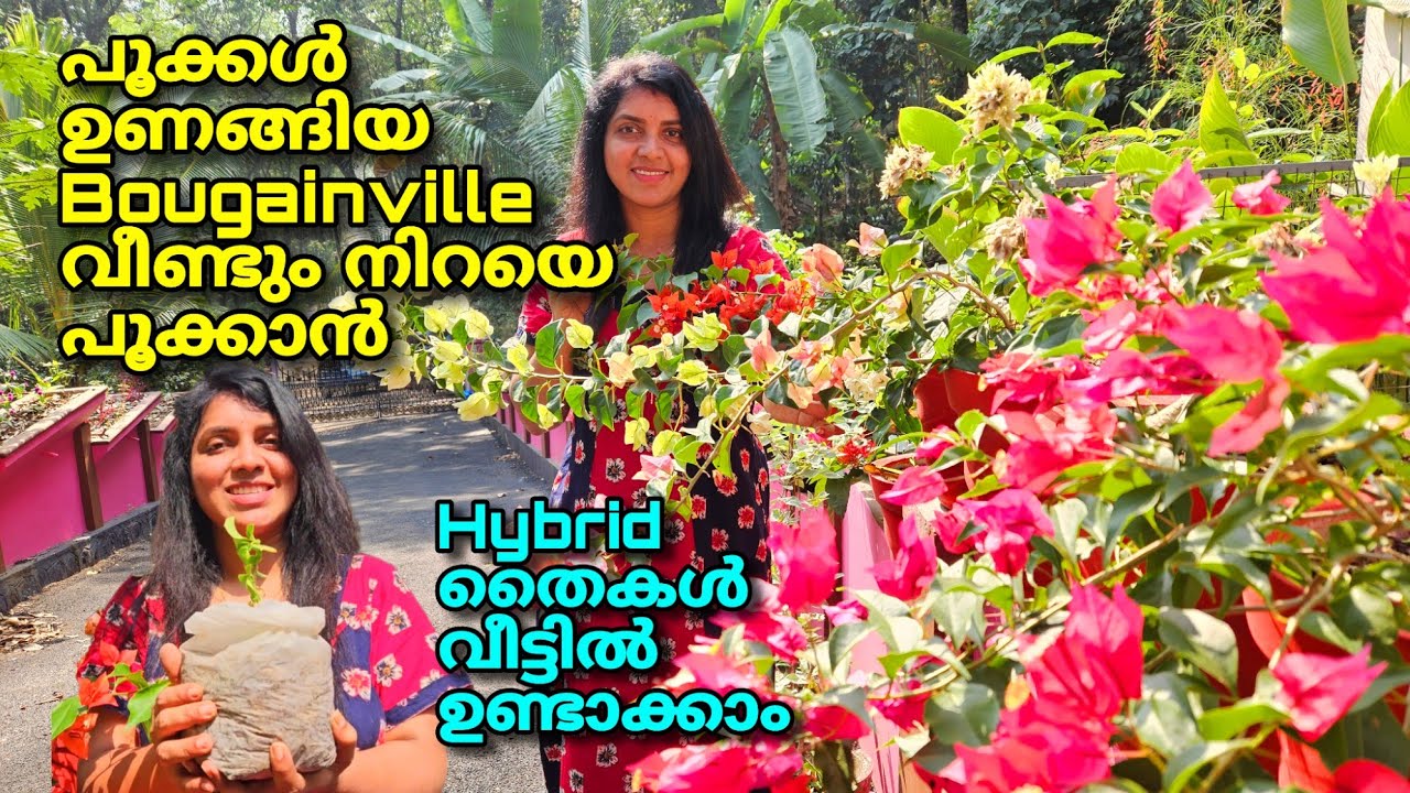പൂക്കൾ ഉണങ്ങിയ ബോഗൈൻവില്ല വീണ്ടും തിങ്ങി പൂക്കാൻ| ഹൈബ്രിഡ് തൈകൾ വീട്ടിൽ ഉണ്ടാക്കാം | Bougainville 