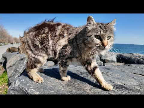 Stray Cats by the Sea Got the Best Surprise of Their Lives