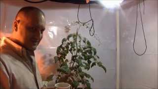 Destroying Powdery Mildew On Tomato's