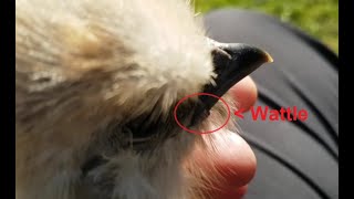 Sexing Silkies at 7 weeks (+ 3 mins of cuddles) #FAIL #silkiesquad #chickentv