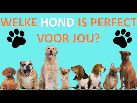 Video: Manieren die honden mensen helpen