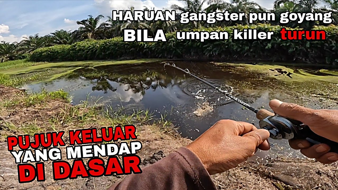 Casting haruan !! Pasti bergasak kalau mancing di Lubuk haruan parit air hitam ini. 