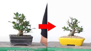 Pruning and Repotting Gardenia | Yuki Miura - YouTube