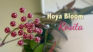 🌸 Hoya Rosita | Care Tip | HOYA BLOOM | Peduncle growth | Shape | Flower duration | Scent