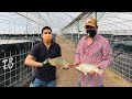 Granja Acuícola | Venta de mojarra tilapia del Nilo | Engorda y alimentación