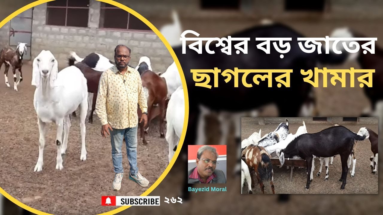  Biggest Goat Farming 