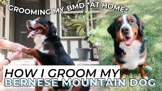 HOW I GROOM MY BERNESE MOUNTAIN DOG | grooming a bmd *at home*