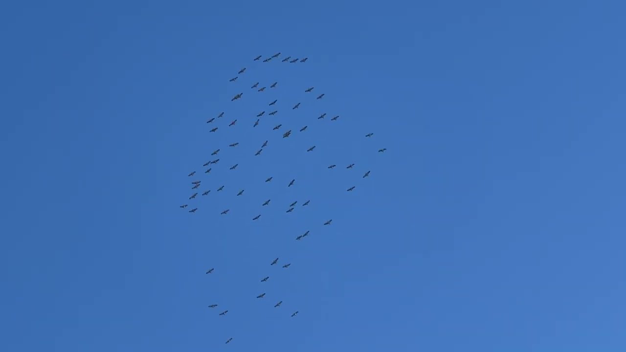 flock of birds acting strange flying in circles for 3 minutes