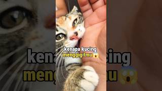 Kenapa kucing menggigitmu⁉