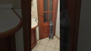 КОТИК КУЗЯ ОТКРЫВАЕТ ДВЕРЬ :)))) #shorts