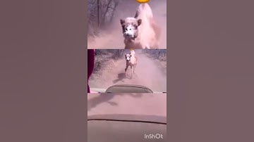 Anger camel attack #shorts #animal #camel