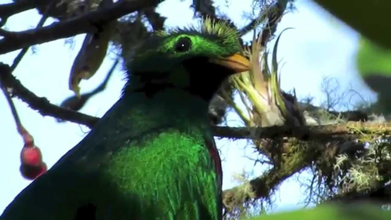 Resplendent Quetzal Bird Watching In Costa Rica 