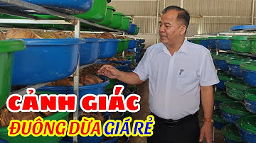 Đuông Dừa Giá Rẻ Có Nguồn Gốc Từ Đâu?