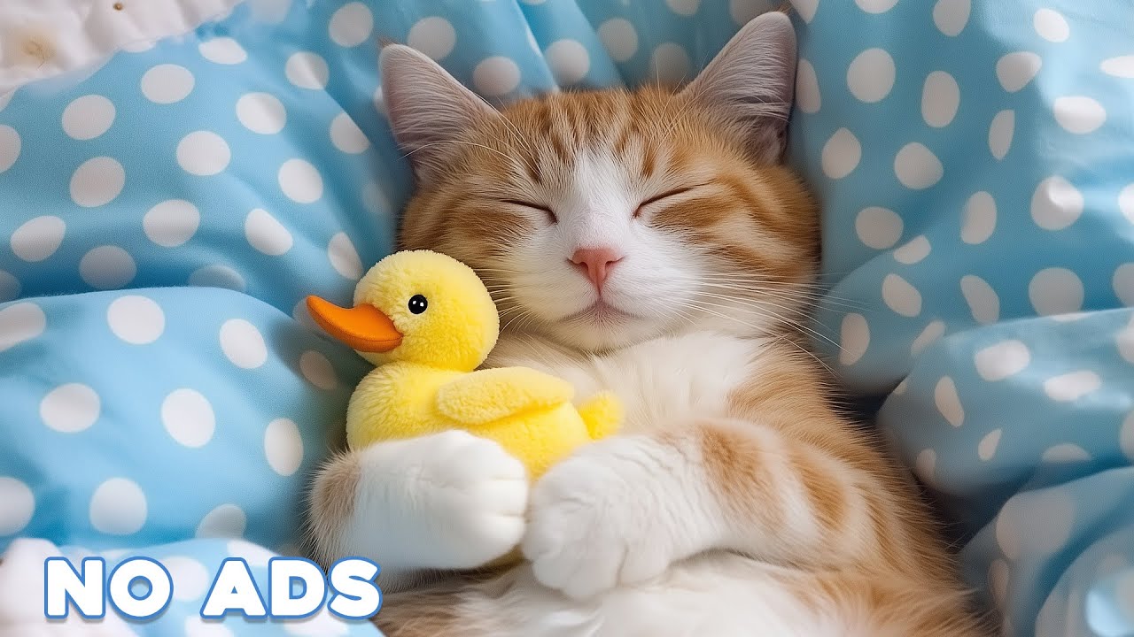 View of 🔴[LIVE] Anti Anxiety Music For Cats 🐈 Stress Relief Music For Cats ...
