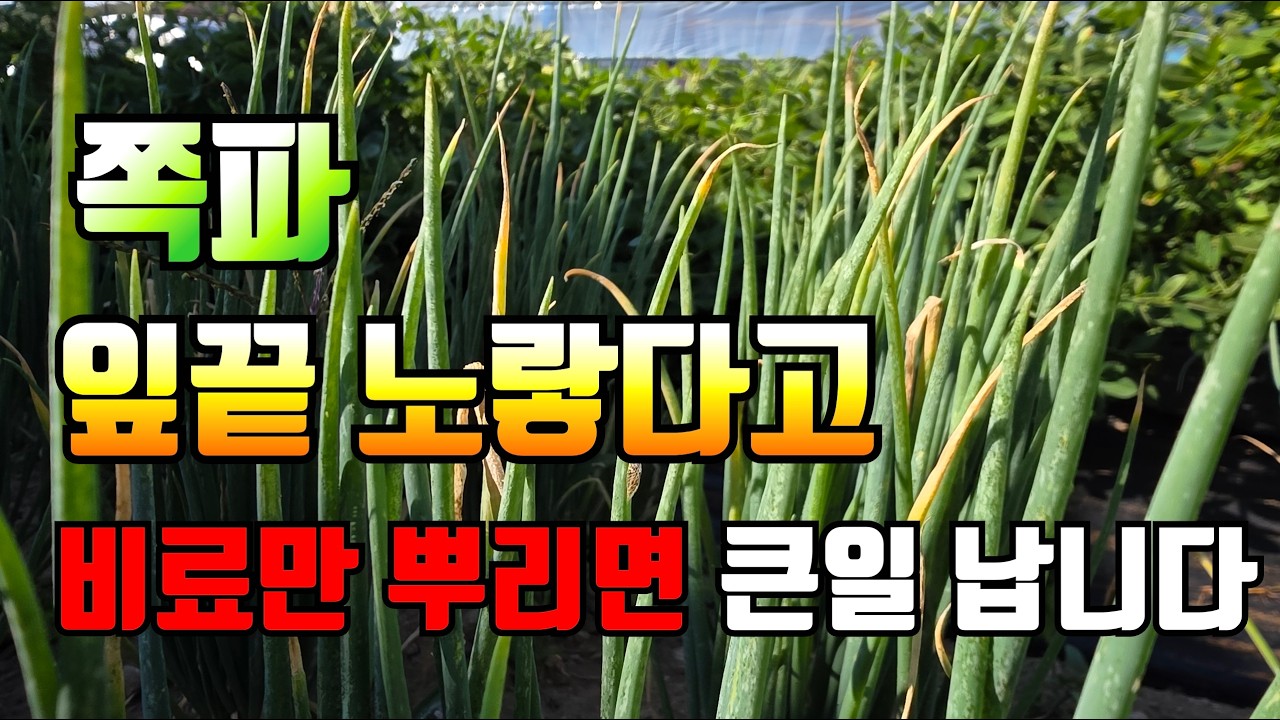 "쪽파 키우는 사람이라면 꼭 알아야 할 잎끝 마름 해결법 딱 2가지"