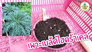 การเพาะเมล็ดไฮดร้าเคล - Bio Garden