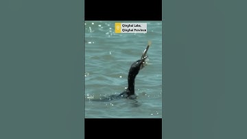 Thumbnail of Watch cormorant fish in NW China's Qinghai Lake