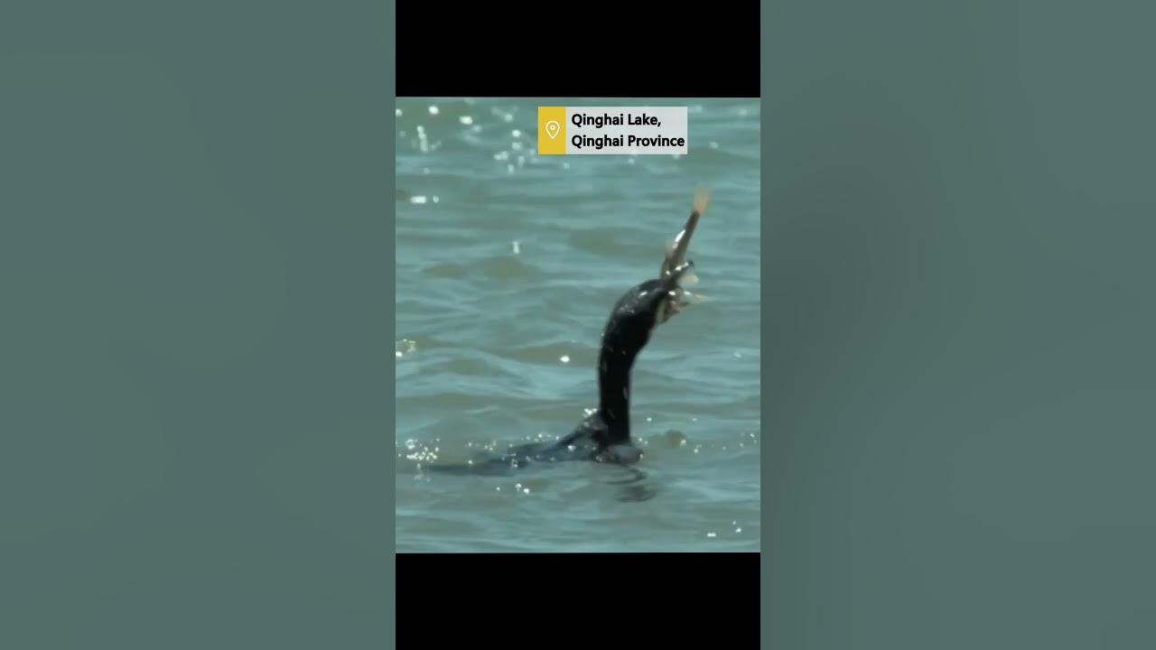 Watch cormorant fish in NW China's Qinghai Lake