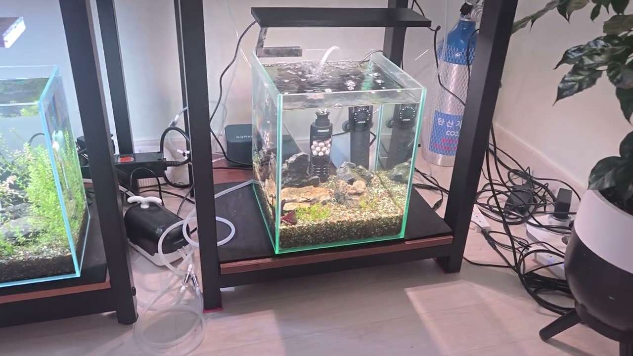 시간이 지나면 변하는 것들(베타와의 이별)