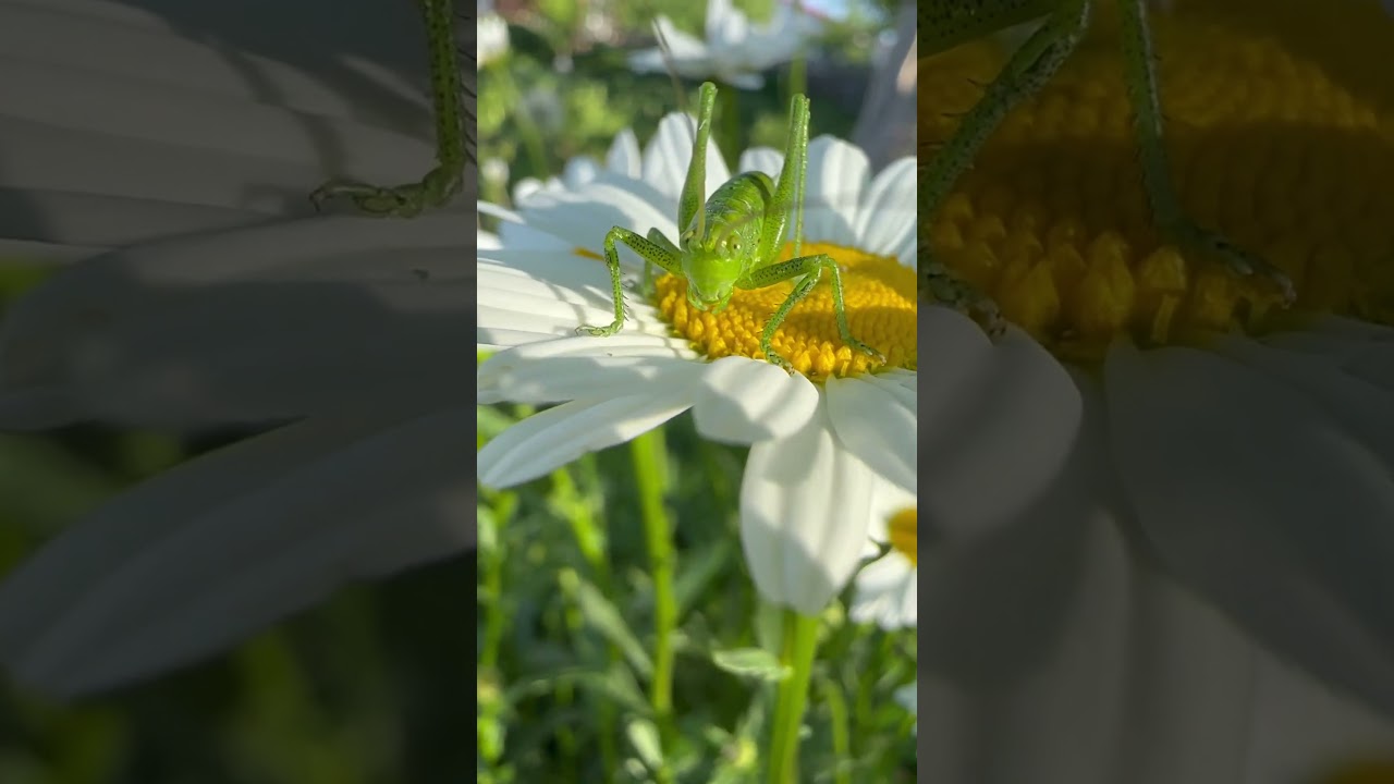 Песня про кузнечика #позитив #positive #насекомые #insects #детскиепесни #ностальгия