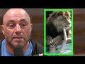 Joe Rogan - Melanie Griffith Had a Pet Lion