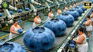 Inside Modern Blueberry Powder and Juice Manufacturing (Full Process)