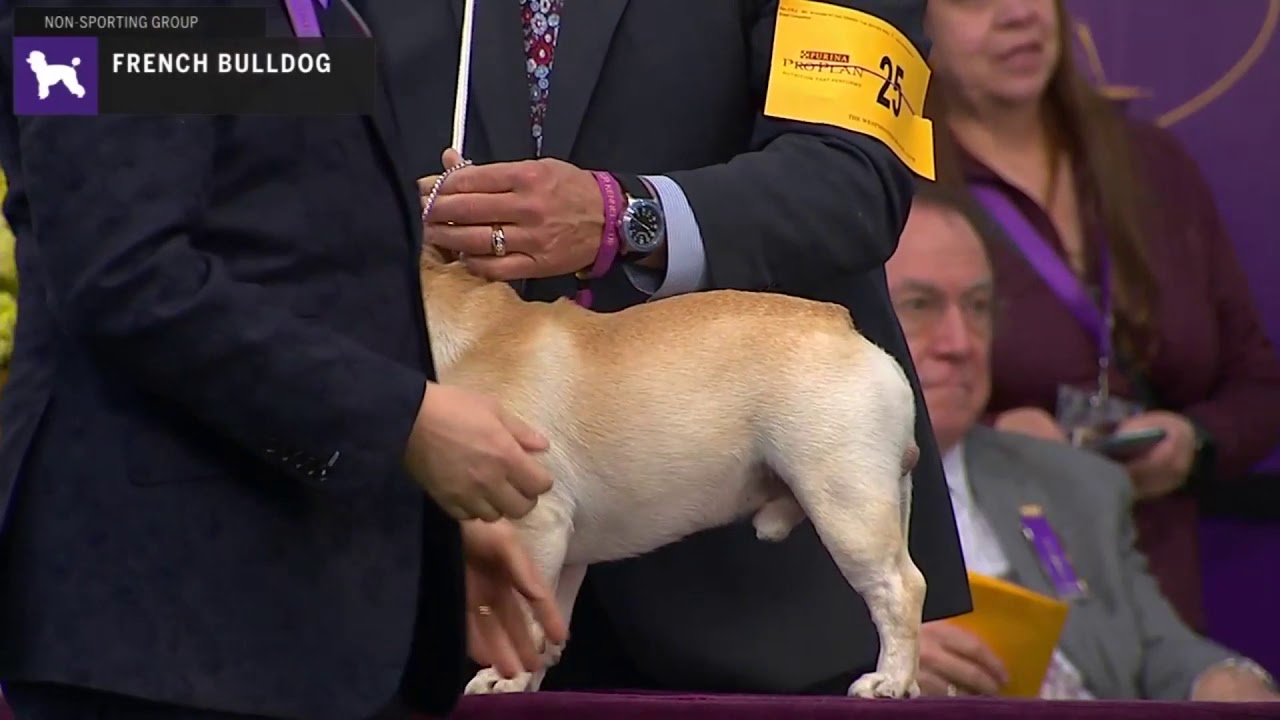 french bulldog best in show