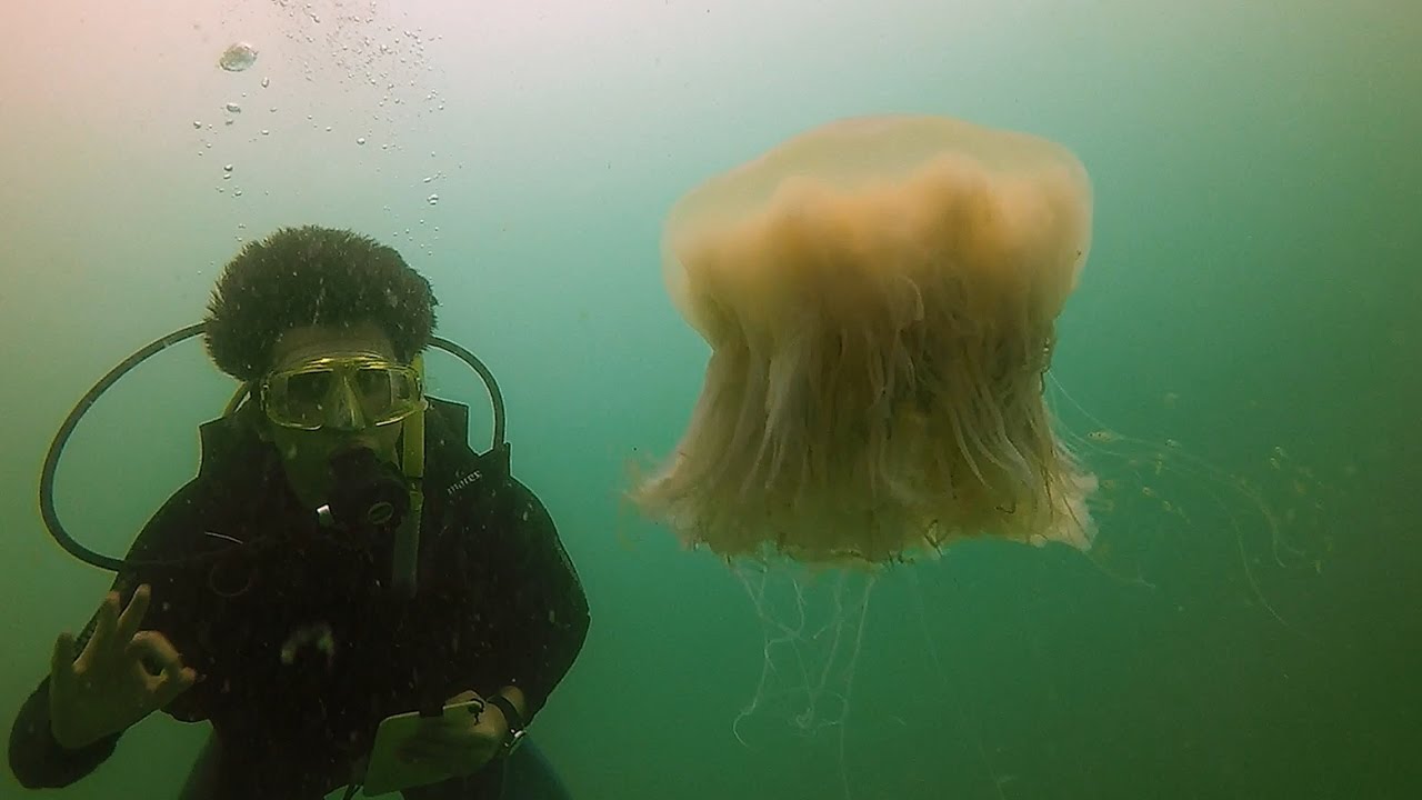 Hong Kong - Sharp island diving